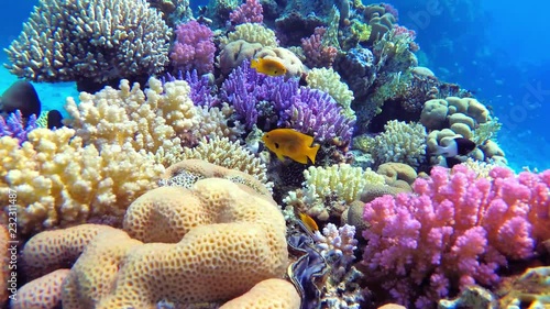 Colorful coral reef with fishes, ecosystem full of life, UHD