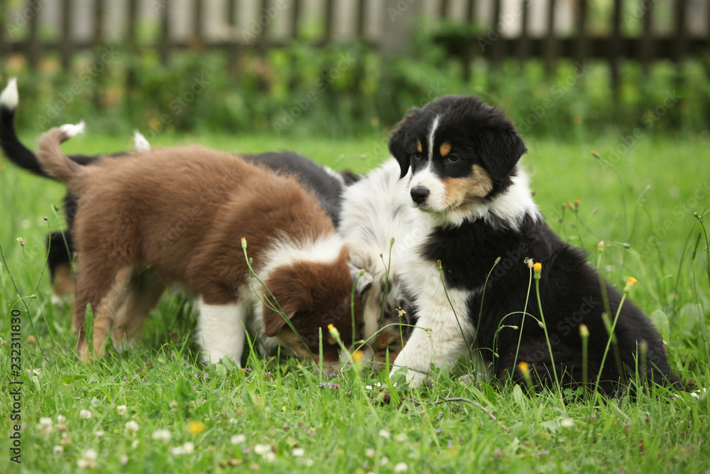 Puppies together in the garden Puppies together in the garden