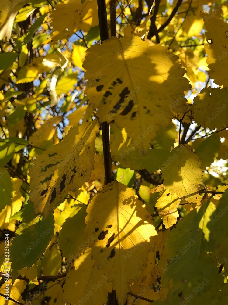 Obraz premium Gelbe Herbstbätter