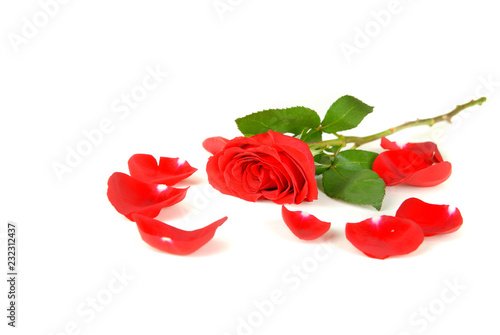 Fototapeta Naklejka Na Ścianę i Meble -  Roses in a Boquet for Love Wedding or Gift