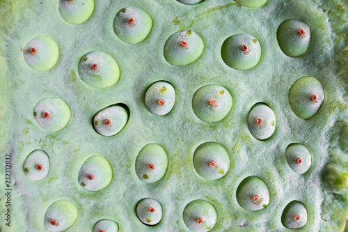 lotus seeds background photo