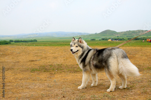 Husky pet dog