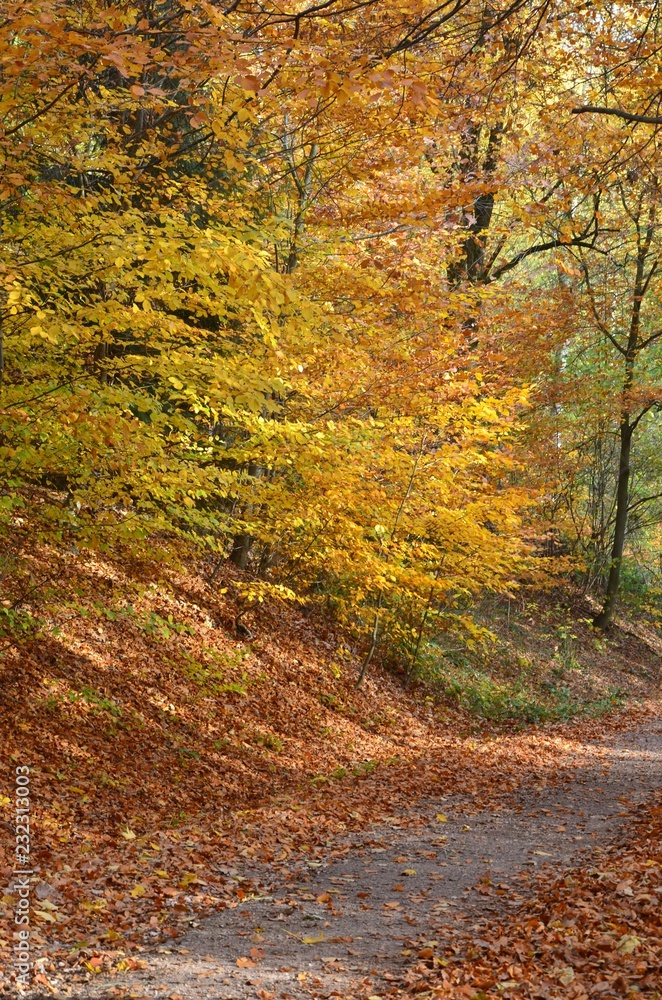 Leuchtend bunter Herbstwald - Waldweg