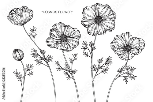 Cosmos flower drawing illustration.
