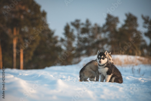 Two Siberian husky puppies sitting on the snow in winter