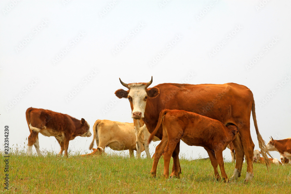 herds cattle in the grassland, China herds cattle in the grassland, China