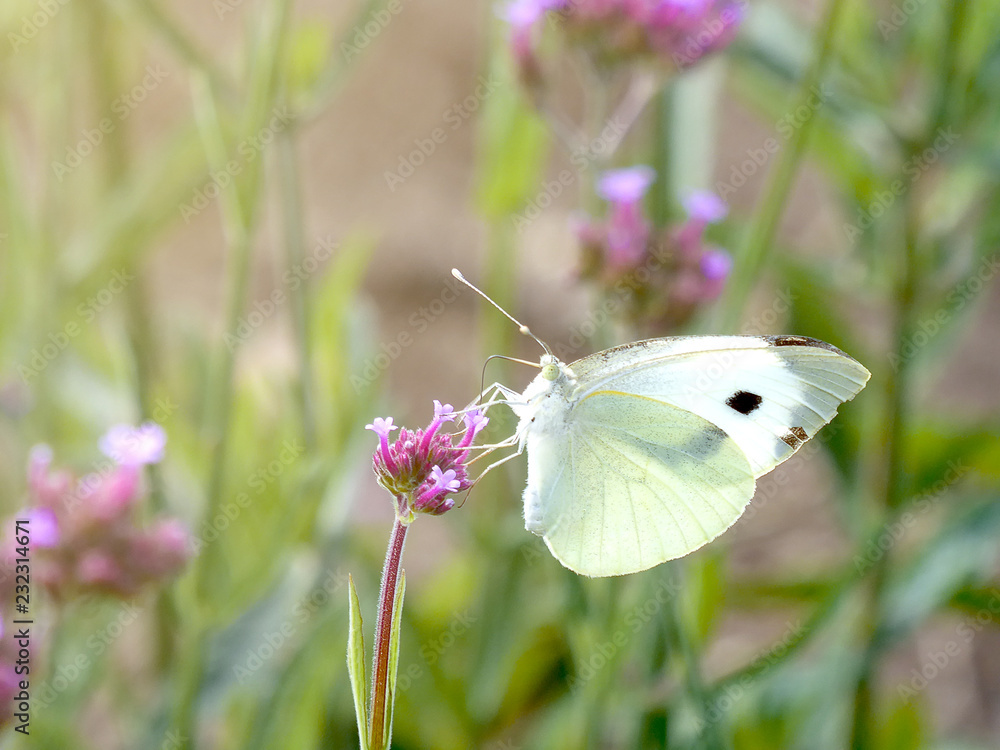 image of beautiful white butterfly going to take pollen from purple flowers image of beautiful white butterfly going to take pollen from purple flowers
