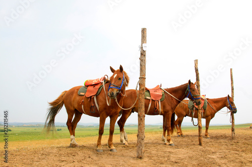 Fototapeta Naklejka Na Ścianę i Meble -  horse was tied to a wooden stake