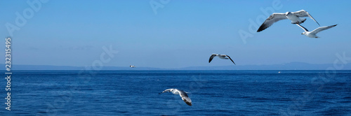 Seagulls flying over the Ocean