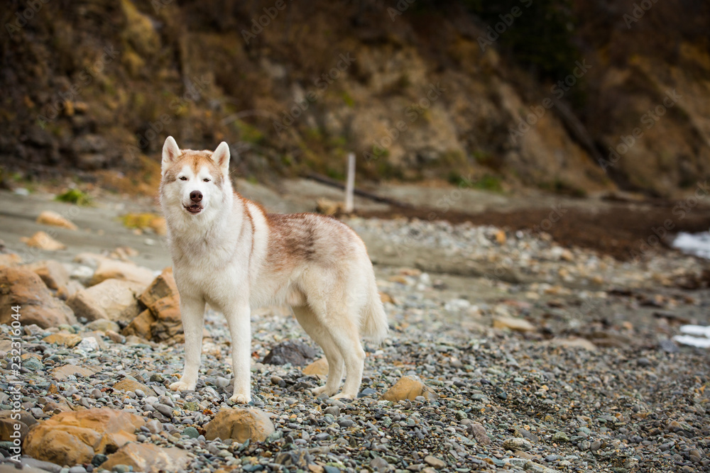 Image of beautiful Beige and white Siberian Husky dog standing on the pebble beach Image of beautiful Beige and white Siberian Husky dog standing on the pebble beach