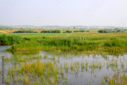 marsh in the grassland