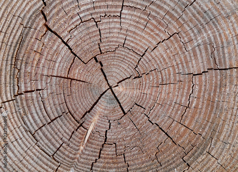 Naklejka premium baumringe
