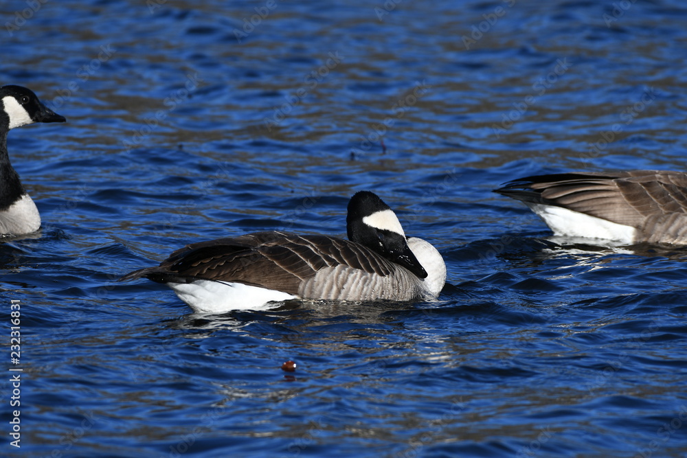Fototapeta premium Geese on a Lake