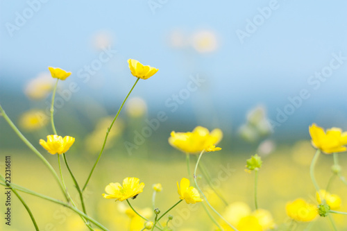 Buttercups fields with soft focus, bokeh and diffused background in a summer meadow