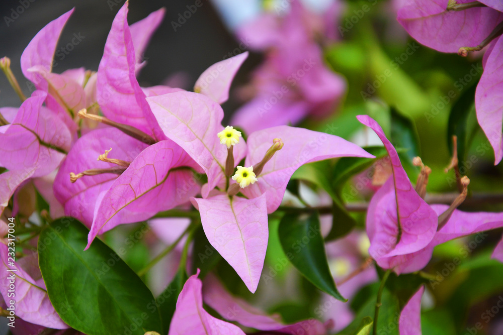 spring, flower, tree, blossom, nature, sky, bougainvillea, bloom, cherry, flowers, blue, plant, white, blooming, green, pink, garden, beauty, beautiful, apple, season, leaf, petal, floral, natural spring, flower, tree, blossom, nature, sky, bougainvillea, bloom, cherry, flowers, blue, plant, white, blooming, green, pink, garden, beauty, beautiful, apple, season, leaf, petal, floral, natural