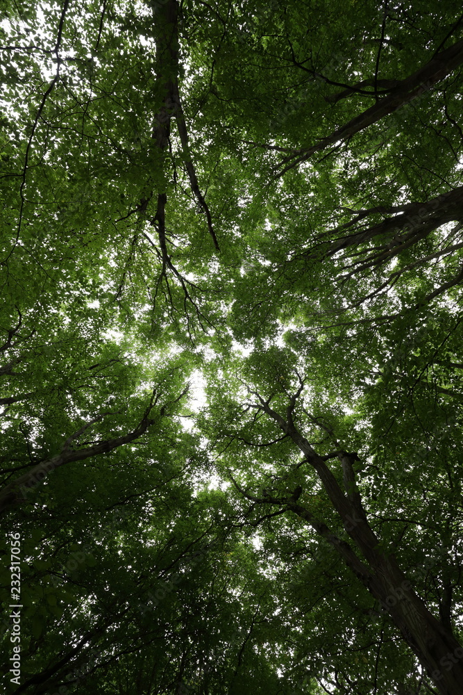 Tree canopy in London's Highgate Woods Tree canopy in London's Highgate Woods