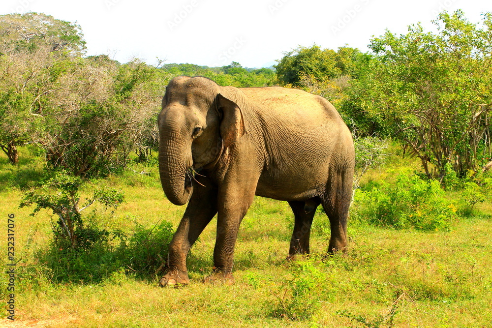 Fototapeta premium Wild elephant in Sri Lanka