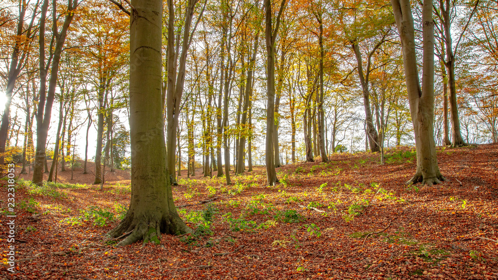 Autumn Colors