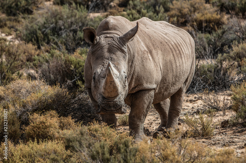 White rhinoceros (Ceratotherium simum), Touws River, Western Cape, South Africa photo