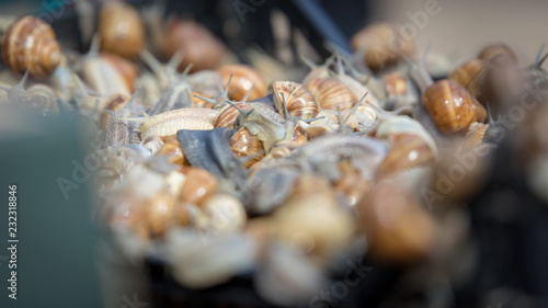 Fototapeta Naklejka Na Ścianę i Meble -  schnecken auf dem Markt