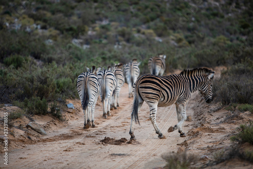 Herd of Zebra (Equus quagga), Touws River, Western Cape, South Africa photo