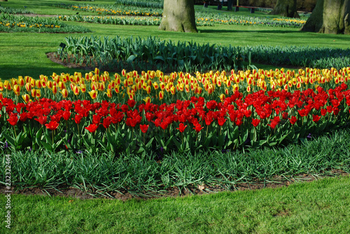 Tulips Stresa and Tulipa Kaufmanniana Showwinner grown in the park.  Spring time in Netherlands. 