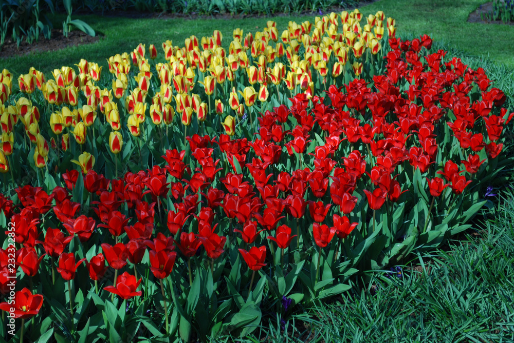Φωτογραφία Tulips Stresa and Tulipa Kaufmanniana Showwinner grown in the park