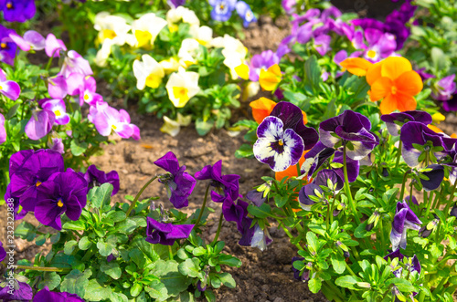 Beautiful multicolor pansy flowers or pansies plant with vivid faces