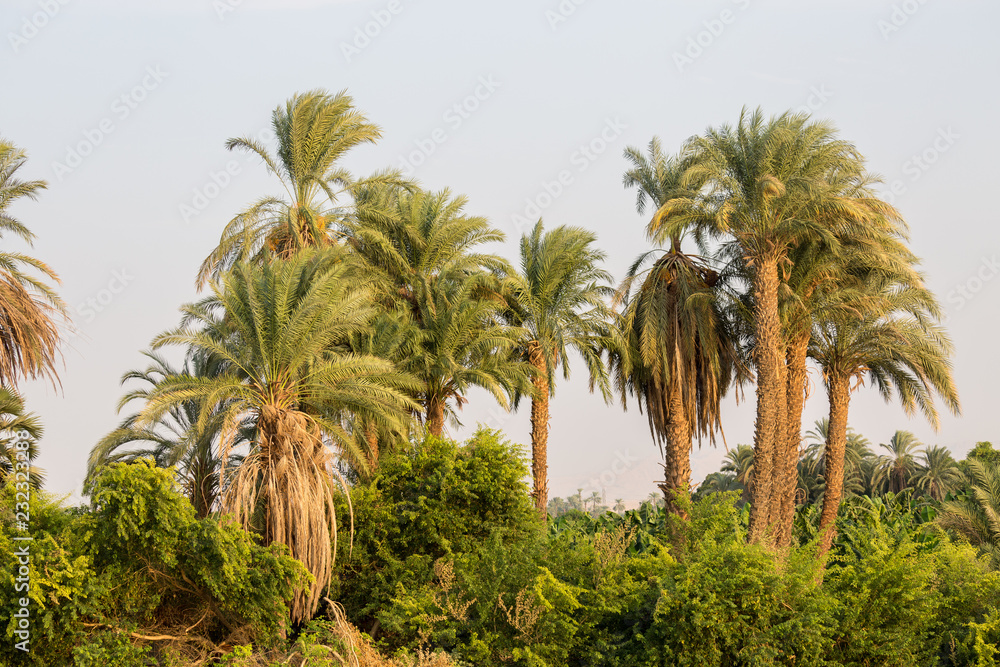 Fotografía Trees around Nile
