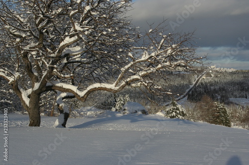  An apple tree in winter, and the view of the village of St. Apolline in the distance.