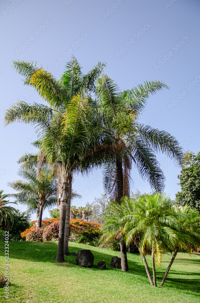 large palms in a park, blue sky large palms in a park, blue sky