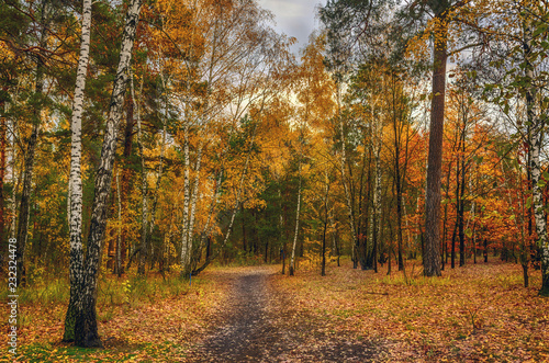 walk in the woods. autumn. autumn colors. autumn leaves. beauty. pleasure.