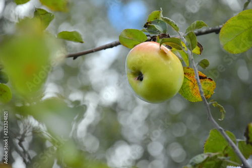 ripe green apple on a tree in the garden on blurred background with bokeh