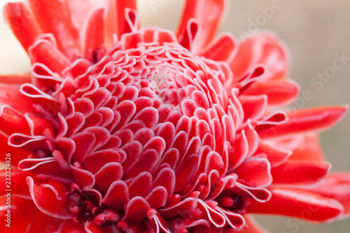  Close up Red Dahlia Flower with shallow depth of field.