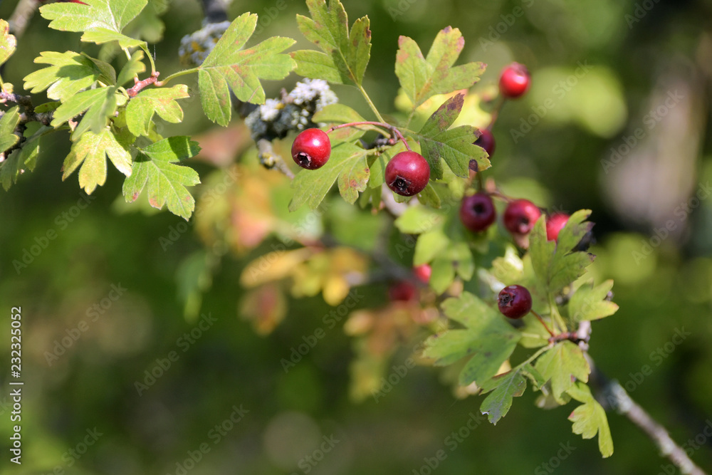 Big red autumn wild berries on a branch with green leaves on front and blurred background Big red autumn wild berries on a branch with green leaves on front and blurred background