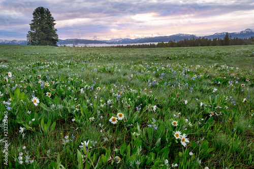 Daisies and Camas in Morning