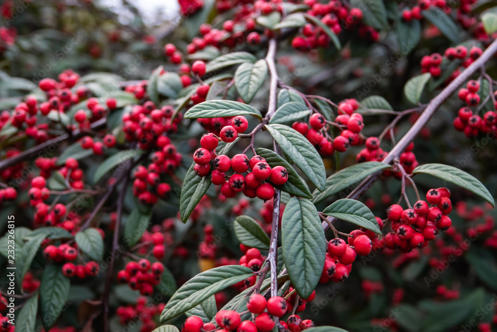 Hylmo's Cotoneaster Fruits in Autumn