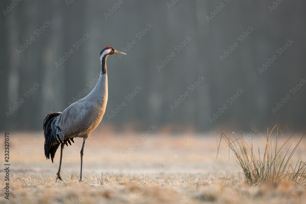 Birds -Common crane (Grus grus)