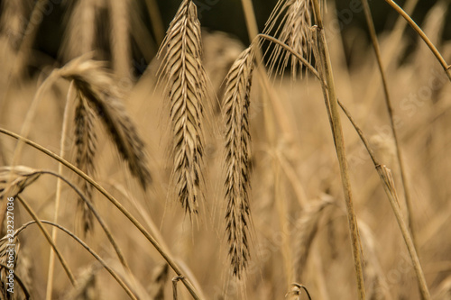 Weizenähren mit Weizenfeld im Hintergrund photo
