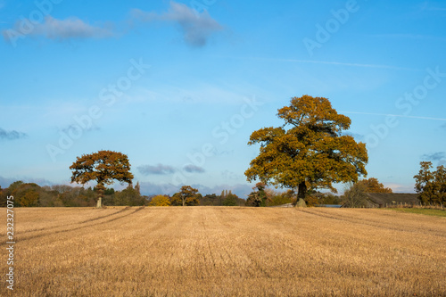 Two oak trees across a harvested farmers field on a sunny winter day with blue sky and light cloud in the county of Sussex, UK.