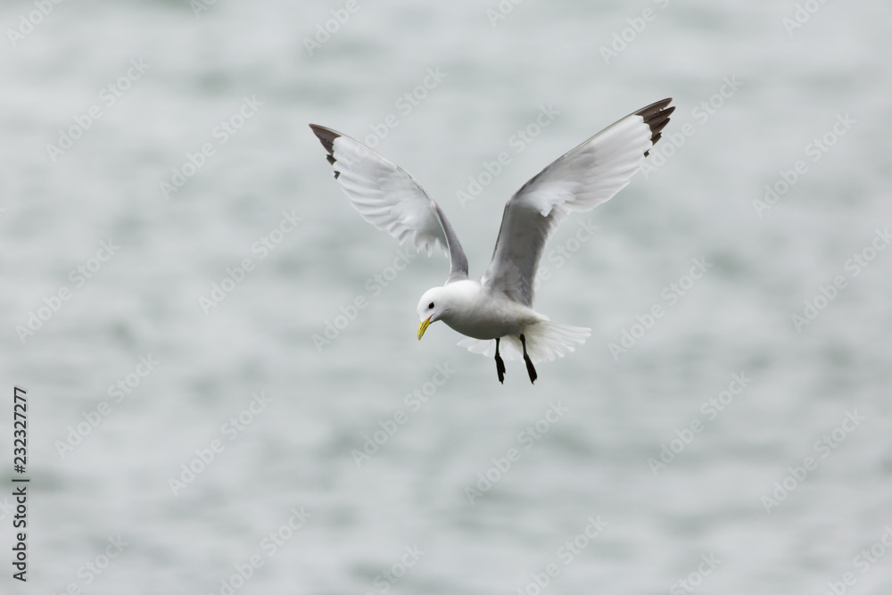 Black-legged Kittiwake (Rissa tridactyla) in flight near breeding colony, Harbour nesting site, Dunbar Harbour, United Kingdom Black-legged Kittiwake (Rissa tridactyla) in flight near breeding colony, Harbour nesting site, Dunbar Harbour, United Kingdom