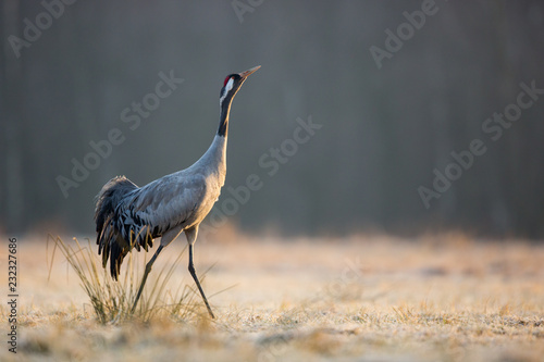 Birds -Common crane (Grus grus) photo