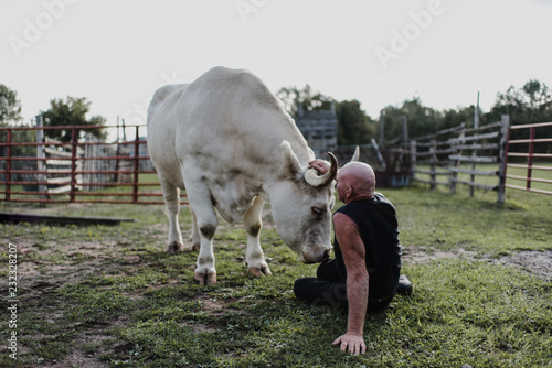 Man sitting on ground stroking bull photo