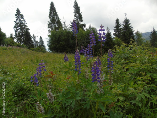 Blue flowers in the mountains