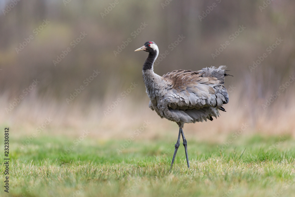 Obraz premium Birds -Common crane (Grus grus)