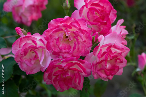 Pink rose flower at Narashino City, Chiba Prefecture, Japan