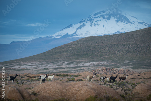 Llamas near Sajama Peak in Bolivia © David Katz