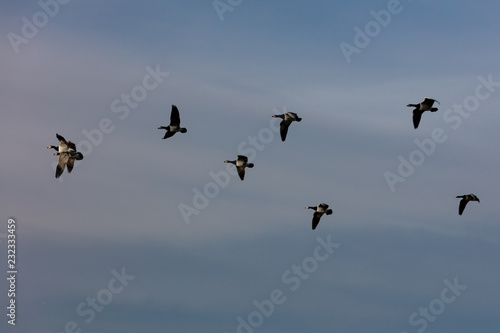 Barnacle geese on the way for wintering