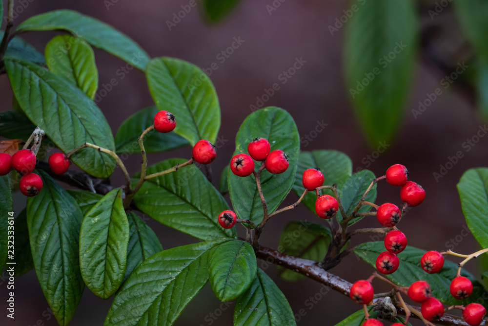 Obraz premium Willow Leaved Cotoneaster Fruits in Autumn