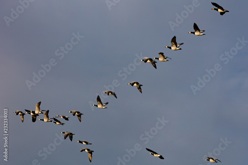 Barnacle geese flying in sunset